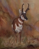 Pronghorn