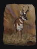 Pronghorn Antelope