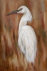 Snowy Egret